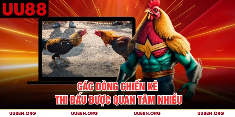 Các dòng chiến kê thi đấu được quan tâm nhiều
