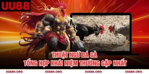 Thuật Ngữ Đá Gà - Tổng Hợp Khái Niệm Thường Gặp Nhất